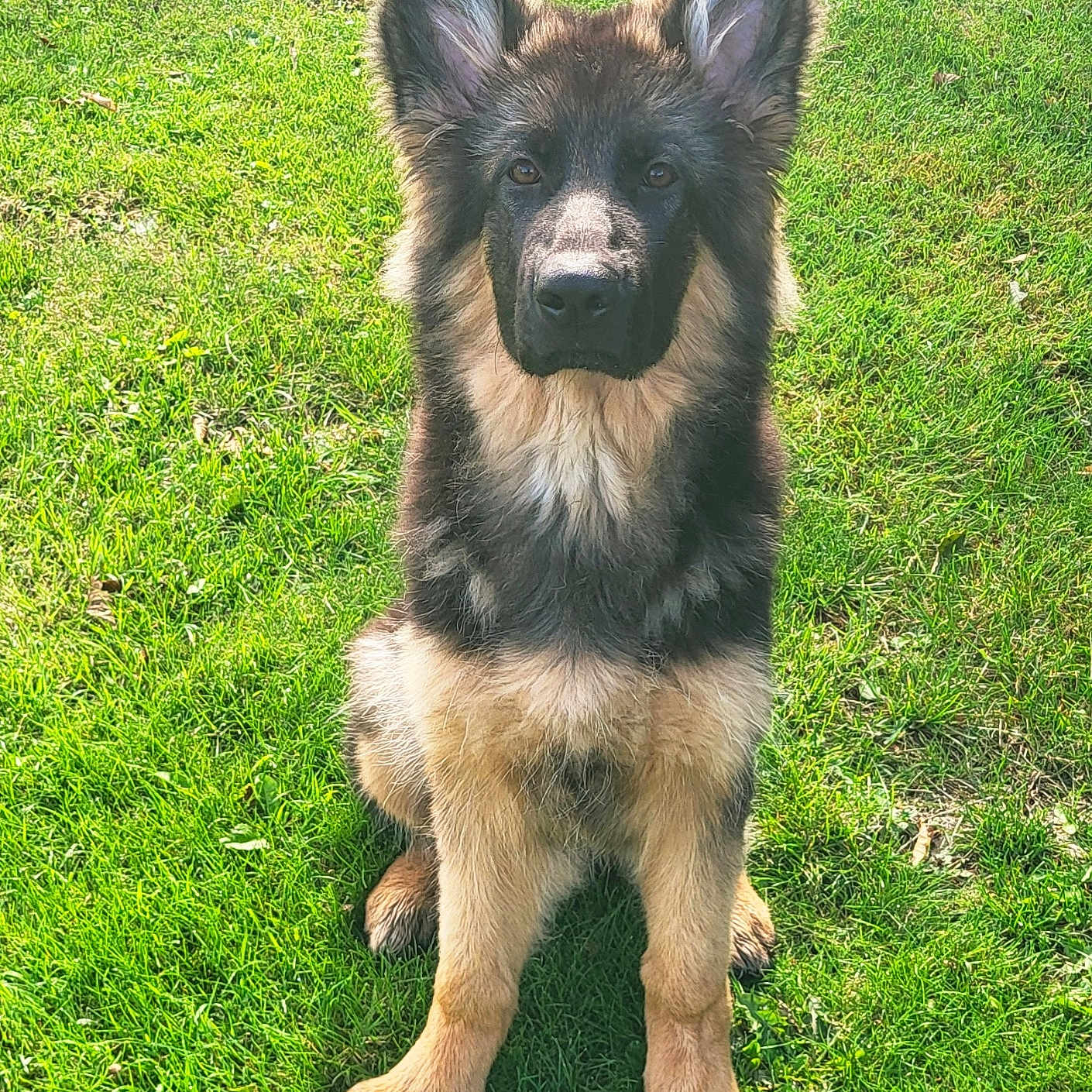 Baïkal participe au concours pour gagner de l'argent avec cette photo : dog, puppy, german_shepherd, pet, animal, canine, sitting, grass, lawn, outdoor, portrait, fluffy, fur, black_and_tan, ears, paws, front_view, alert, cute, sunlight