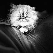 Mimie a rejoint le concours — aidez-le/la à gagner de superbes lots ! cat, fluffy, black_and_white, portrait, close_up, fur, whiskers, pet, animal, feline, indoor, relaxed, texture, dark_background, expression, serious, soft, laying_down, cute, face