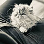 Mimie participe au concours pour gagner de l'argent avec cette photo : cat, persian_cat, fluffy, pet, animal, lap, relaxing, feline, whiskers, fur, portrait, black_and_white, monochrome, indoor, close_up, cute, domestic_animal, resting, soft, companion