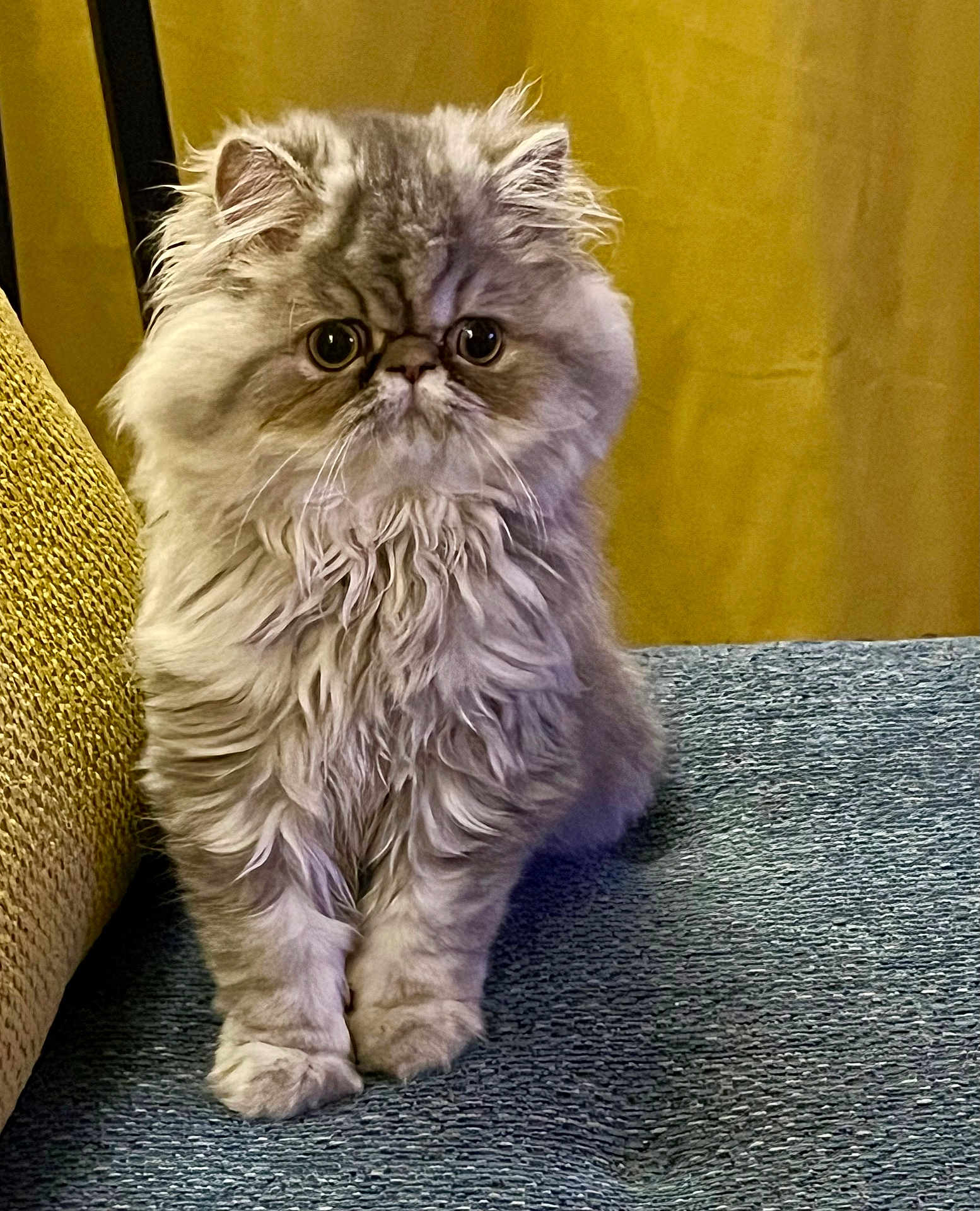Mimie participe au concours pour gagner de l'argent avec cette photo : cat, persian_cat, fluffy, wide_eyes, sitting, couch, blue_couch, yellow_background, indoor, pet, furry, cute, domestic_animal, whiskers, portrait, fur, cozy, relaxed, animal, feline