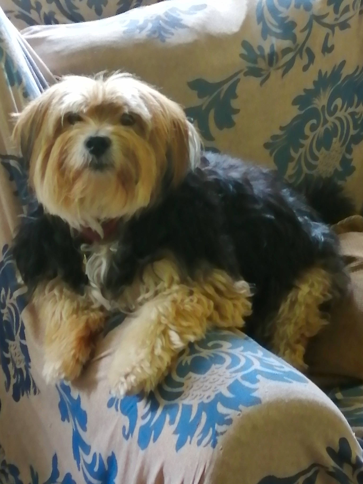 Dandy is registered to the contest to win money with this photo: biewer_terrier, canidae, carnivore, club_chair, comfort, companion_dog, dog, dog_breed, dog_supply, fawn, fur, liver, maltepoo, puppy_love, small_terrier, snout, sporting_group, terrier, toy_dog, working_animal