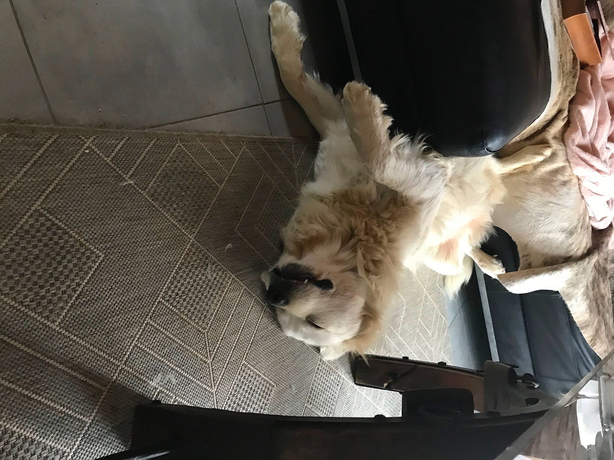 Argos participe au concours pour gagner de l'argent avec cette photo : canidae, carnivore, companion_dog, couch, dog, dog_breed, fawn, feather, felidae, fur, linens, nap, small_to_medium_sized_cats, snout, sporting_group, tail, toy_dog, whiskers, wing, wood