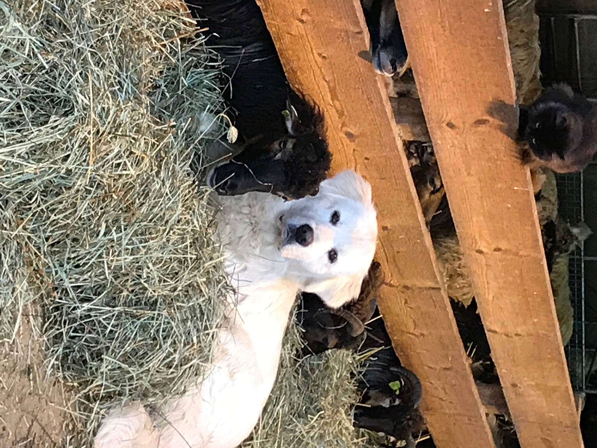 Argos a rejoint le concours — aidez-le/la à gagner de superbes lots ! canidae, carnivore, chair, event, fawn, fur, grass, landscape, marsupial, snout, soil, terrestrial_animal, tree, twig, whiskers, wildlife, winter, wood