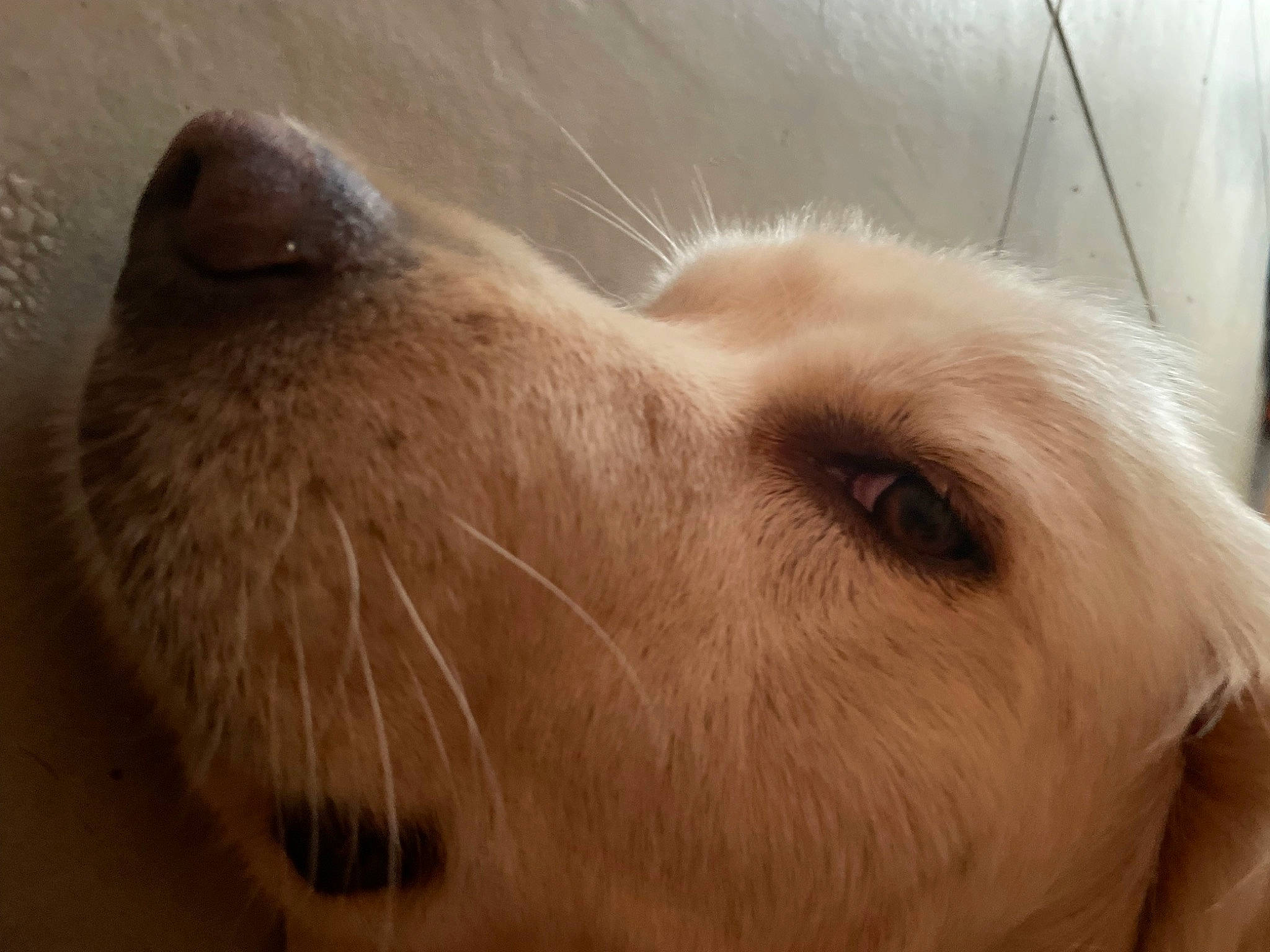 Argos a rejoint le concours — aidez-le/la à gagner de superbes lots ! carnivore, companion_dog, dog, dog_breed, ear, fawn, fur, golden_retriever, liver, paw, retriever, snout, sporting_group, terrestrial_animal, whiskers, working_animal