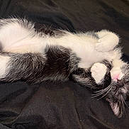 Onyx joined the competition — help win amazing prizes! kitten, cat, sleeping, belly_up, whiskers, pink_nose, black_and_white, fur, paw, blanket, bed, pet, domestic_cat, closeup, portrait, cute, resting, indoor, nap, small_animal