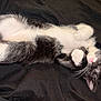 kitten, cat, sleeping, belly_up, whiskers, pink_nose, black_and_white, fur, paw, blanket, bed, pet, domestic_cat, closeup, portrait, cute, resting, indoor, nap, small_animal