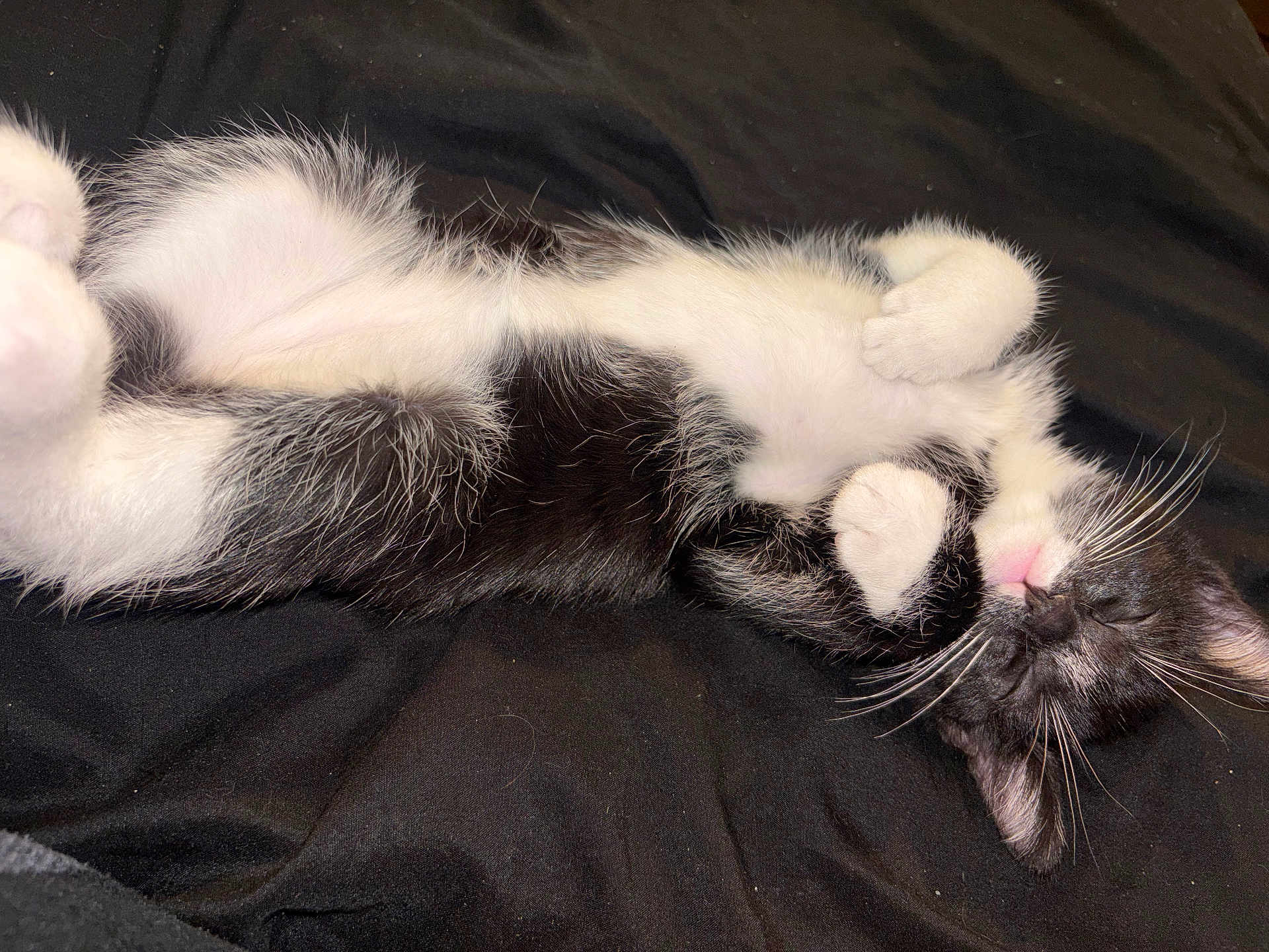 Onyx joined the competition — help win amazing prizes! kitten, cat, sleeping, belly_up, whiskers, pink_nose, black_and_white, fur, paw, blanket, bed, pet, domestic_cat, closeup, portrait, cute, resting, indoor, nap, small_animal