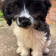 Winnie joined the competition — help win amazing prizes! puppy, dog, black_and_white, fluffy, cute, outdoor, brick_wall, curious, sitting, young_dog, close_up, pet, animal, fur, small_dog, portrait, ground, whiskers, eyes, nose