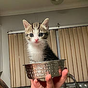 Lilo joined the competition — help win amazing prizes! kitten, cat, pet, animal, cute, small, metal_bowl, hand, indoor, kitchen, window_blinds, sink, tap, tile_backplash, person, fur, whiskers, ears, eyes, pink_nose