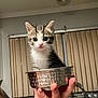 kitten, cat, pet, animal, cute, small, metal_bowl, hand, indoor, kitchen, window_blinds, sink, tap, tile_backplash, person, fur, whiskers, ears, eyes, pink_nose