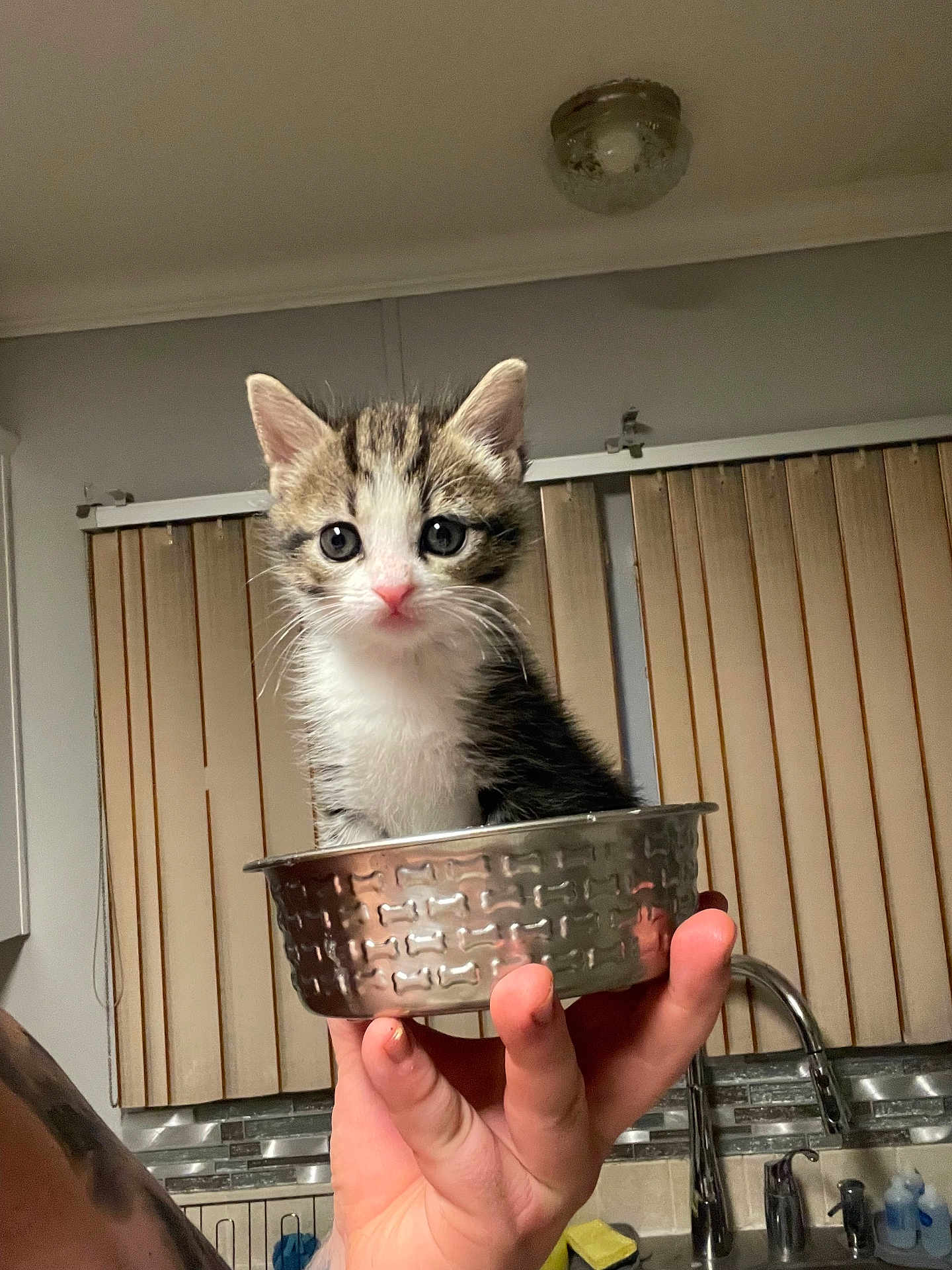 Lilo joined the competition — help win amazing prizes! kitten, cat, pet, animal, cute, small, metal_bowl, hand, indoor, kitchen, window_blinds, sink, tap, tile_backplash, person, fur, whiskers, ears, eyes, pink_nose