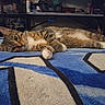 animal, blanket, blue, cat, clutter, collar, feline, fur, furniture, home, indoor, lying_down, pattern, paw, pet, relaxed, shelf, tabby, table, whiskers