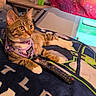 blanket, cat, colorful, cozy, curious, decor, drink, furniture, glass, harness, indoor, lamp, pet, remote_control, resting, room, tabby_cat, table, tapestry, window