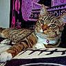 Kamiko joined the competition — help win amazing prizes! cat, tabby_cat, pet, indoor, collar, pink_bell, relaxed, green_eyes, fur, whiskers, blanket, patterned_blanket, tapestry, purple, black, animal, cute, domestic_cat, lying_down, close_up
