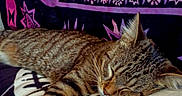 Kamiko joined the competition — help win amazing prizes! animal, blanket, cat, comfort, cozy, cute, domestic_cat, fur, indoor, patterned, paw, pet, purple, relaxation, resting, sleeping, soft, tabby, tapestry, whiskers