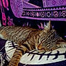 cat, tabby, sleeping, blanket, patterned, purple, tapestry, indoor, cozy, resting, fur, paw, whiskers, relaxation, animal, pet, cute, domestic_cat, comfort, soft
