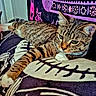 Kamiko joined the competition — help win amazing prizes! cat, tabby, pet, animal, feline, resting, indoor, blanket, patterned, purple, tapestry, relaxed, paw, fur, whiskers, ears, cute, domestic, laying, closeup