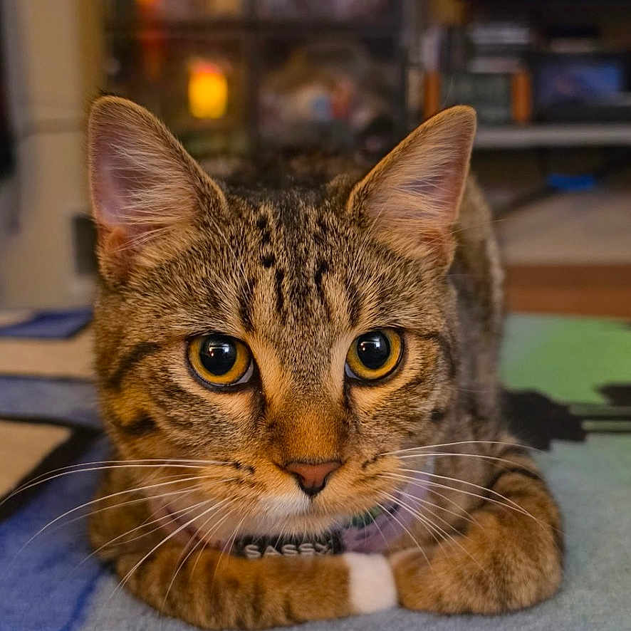 Kamiko joined the competition — help win amazing prizes! cat, tabby, indoor, pet, curious, orange_eyes, whiskers, fur, collar, blanket, floor, close_up, animal, cute, domestic_cat, resting, looking, portrait, feline, home