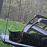 cat, tabby, sleeping, hammock, pet, indoor, window, screen, outdoor, lawn, grass, chair, relaxing, fur, animal, resting, daylight, quiet, home, peaceful
