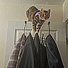 Kamiko joined the competition — help win amazing prizes! animal, balancing, cat, clothes_hanger, coat, curious, domestic, door, door_top, feline, hanging_clothes, harness, household, indoor, jacket, paw, pet, tabby_cat, texture, wall