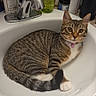 cat, tabby, sink, bathroom, faucet, toiletries, curious, pet, domestic_animal, collar, pink_bell, striped, white_paw, relaxed, indoor, countertop, clean, fur, animal, cute