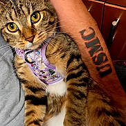 Kamiko is registered to the contest to win money with this photo: animal, arm, cat, closeup, colorful, cute, domestic, feline, fur, harness, indoor, person, pet, purple, skin, snuggle, tabby, tattoo, whiskers, yellow_eyes