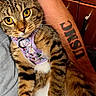 animal, arm, cat, closeup, colorful, cute, domestic, feline, fur, harness, indoor, person, pet, purple, skin, snuggle, tabby, tattoo, whiskers, yellow_eyes