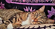 Kamiko is registered to the contest to win money with this photo: cat, tabby, animal, pet, feline, relaxed, lying_down, blanket, patterned, purple, tapestry, indoor, cozy, fur, whiskers, ears, eyes, resting, comfortable, closeup