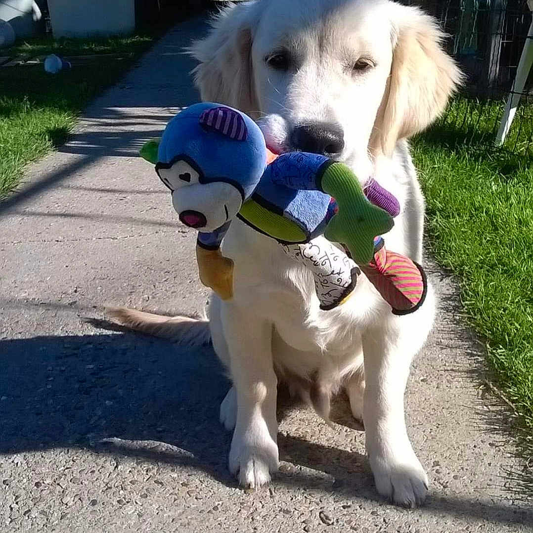 Charly a rejoint le concours — aidez-le/la à gagner de superbes lots ! animal, architecture, ball, building, canine, city, dog, football, grass, path, pet, plant, puppy, road, sidewalk, soccer, soccerball, sport, street, urban