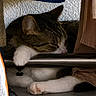 Satonne participe au concours pour gagner de l'argent avec cette photo : cat, tabby, sleeping, paw, white_paw, fur, indoor, cozy, resting, animal, pet, feline, quiet, relaxed, closeup, soft_light, shadow, floor, metal_bar, fabric