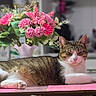 Satonne a rejoint le concours — aidez-le/la à gagner de superbes lots ! cat, tabby_cat, pink_flowers, flower_vase, table, table_runner, kitchen, domestic_interior, relaxing, pet, feline, indoor, plant, decor, pink, white, brown, green, resting, cozy