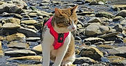 Satonne participe au concours pour gagner de l'argent avec cette photo : cat, pink_harness, rocky_stream, water, rocks, outdoor, nature, animal, river, waterfall, feline, pet, daylight, wildlife, mammal, curious, walking, closeup, calm, freshwater