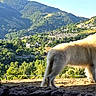 dog, white_dog, outdoor, mountains, village, nature, sunlight, greenery, landscape, animal, pet, canine, scenic, rural, trees, hill, forest, daylight, standing, fur