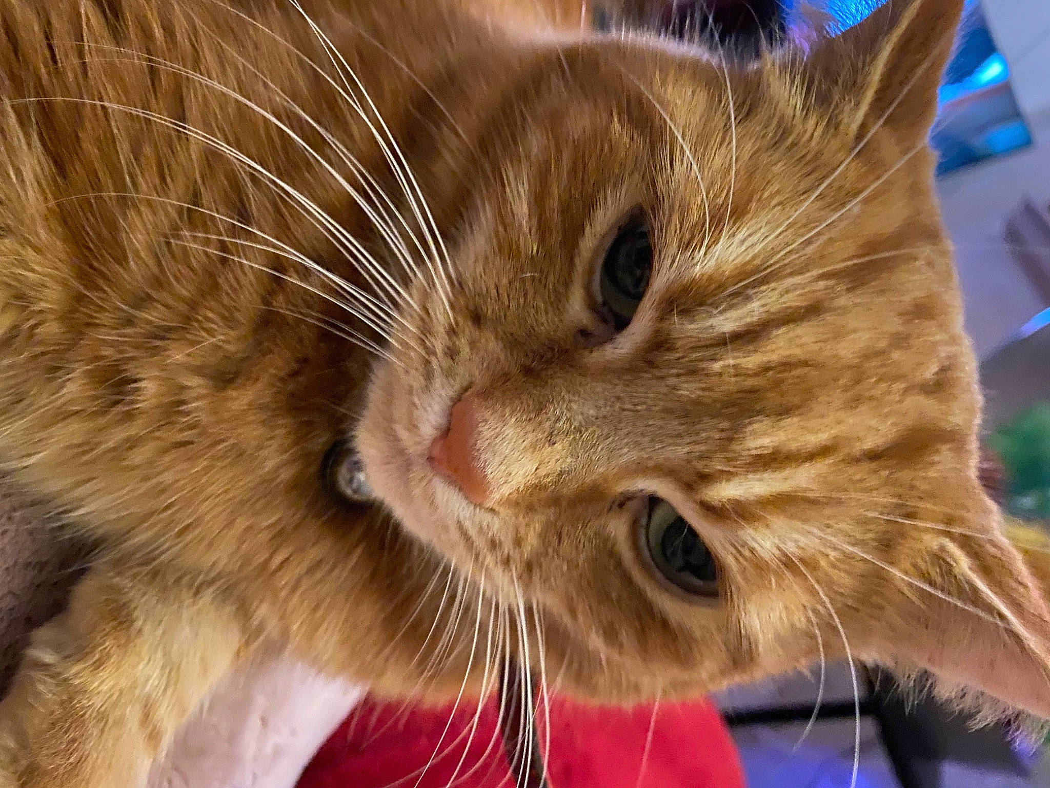 Poppy joined the competition — help win amazing prizes! carnivore, cat, claw, close_up, curious, domestic_short_haired_cat, ear, fawn, felidae, fur, paw, small_to_medium_sized_cats, snout, terrestrial_animal, whiskers, wildlife