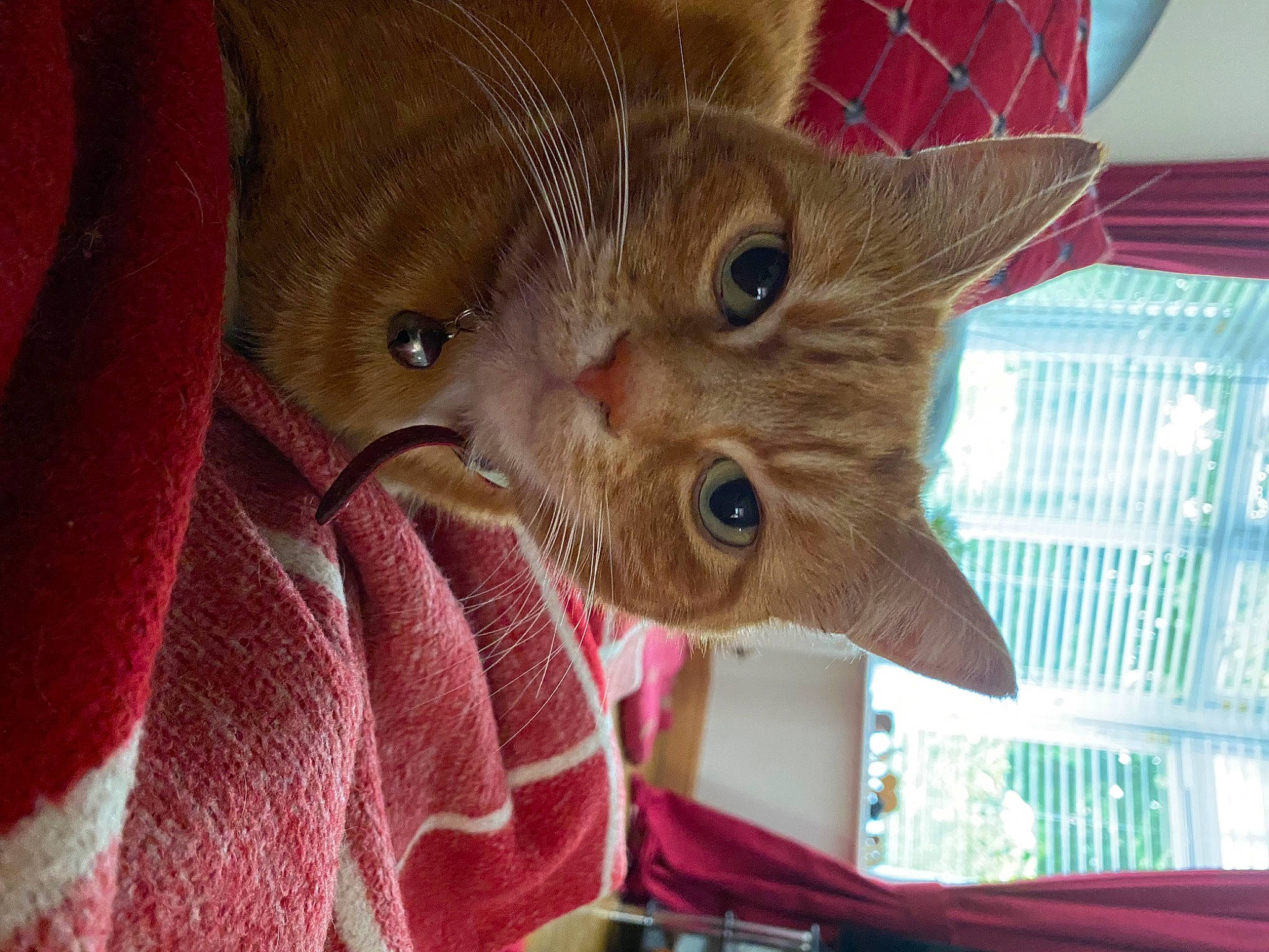 Poppy is registered to the contest to win money with this photo: carnivore, cat, claw, domestic_short_haired_cat, ear, fawn, felidae, fur, iris, magenta, pattern, small_to_medium_sized_cats, snout, textile, whiskers, wood, woven_fabric, wrinkle