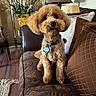 dog, poodle, brown_couch, living_room, lamp, hat, pillow, vase, plants, wood_floor, decor, pet, indoor, fur, collar, tag, cute, small_dog, sitting, portrait