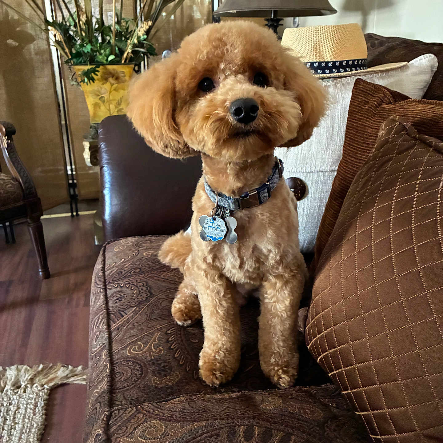 Archie