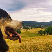 Api a rejoint le concours — aidez-le/la à gagner de superbes lots ! dog, long_haired_dog, panting, open_mouth, tongue, profile, pet, animal, outdoor, countryside, landscape, golden_field, wheat_field, hills, mountains, village, trees, sky, daylight, camera_watermark