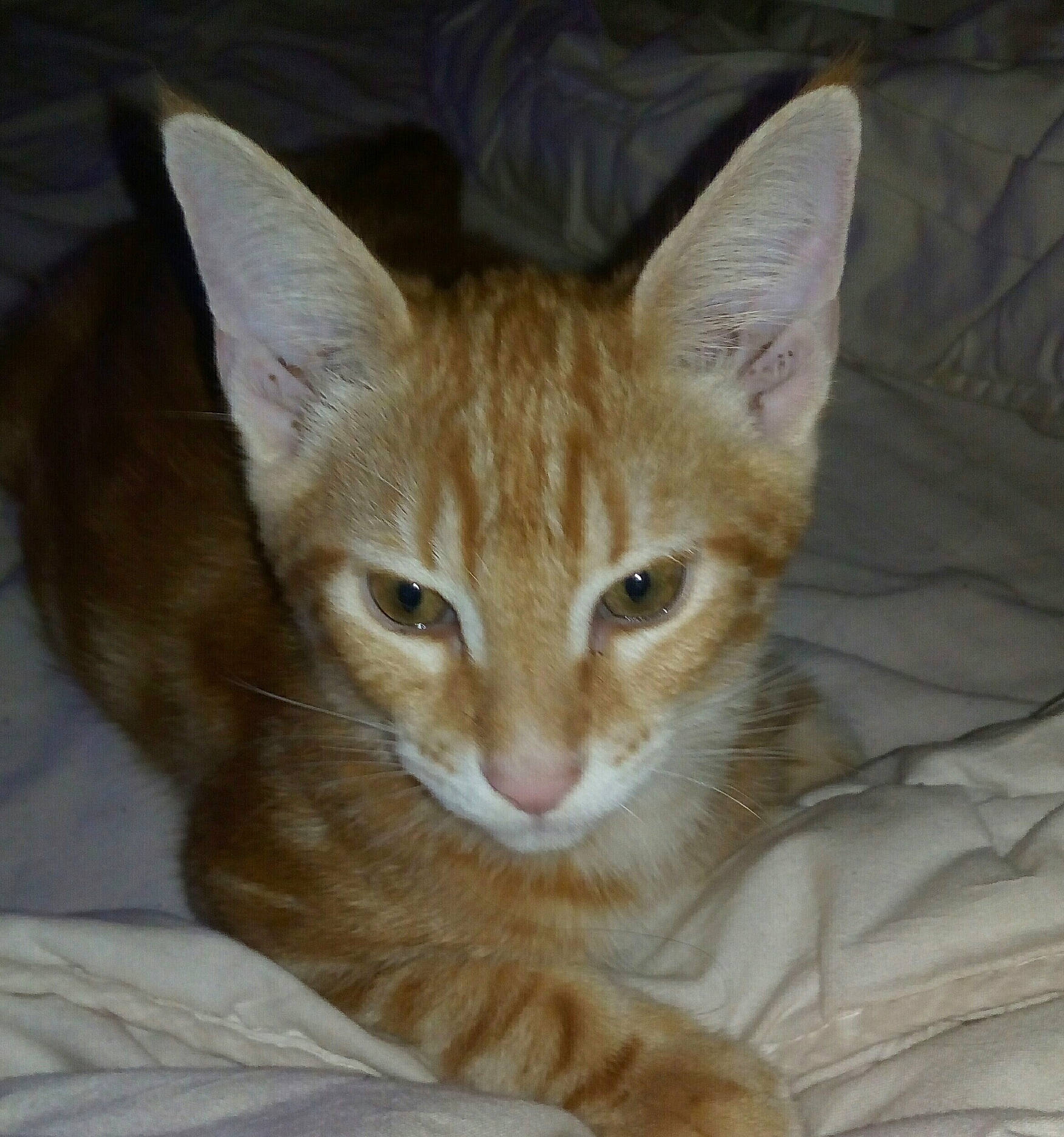 Honney participe au concours pour gagner de l'argent avec cette photo : arabian_mau, asian, australian_mist, carnivore, cat, domestic_short_haired_cat, european_shorthair, fawn, felidae, german_rex, kitten, mammal, ojos_azules, oriental_longhair, oriental_shorthair, small_to_medium_sized_cats, snout, tabby_cat, vertebrate, whiskers