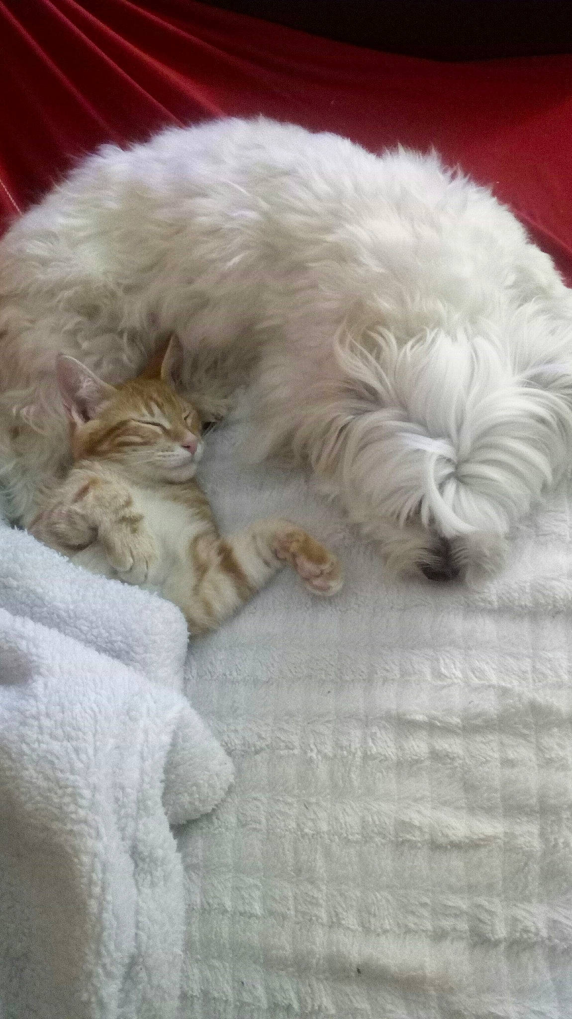 Honney a rejoint le concours — aidez-le/la à gagner de superbes lots ! bolognese, bolonka, canidae, carnivore, cockapoo, companion_dog, coton_de_tulear, dog, dog_breed, fur, havanese, lhasa_apso, maltepoo, maltese, mammal, puppy, schnoodle, shih_tzu, toy_dog, vertebrate