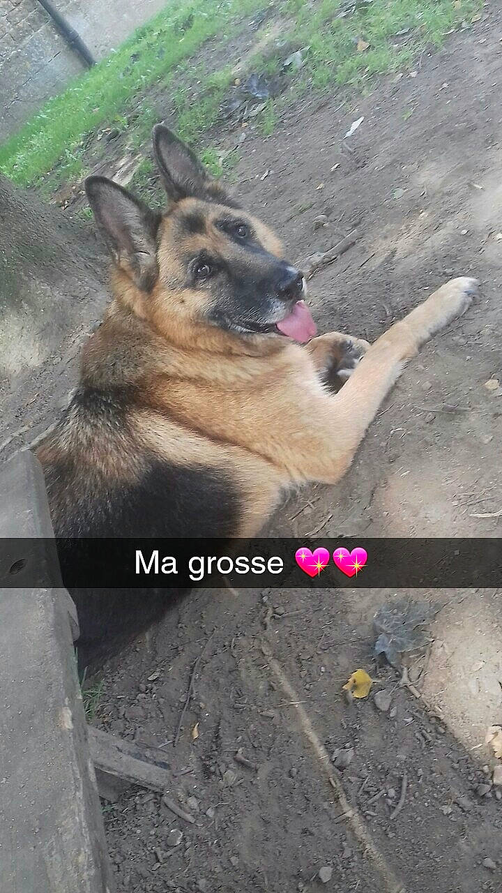 Sibelle a rejoint le concours — aidez-le/la à gagner de superbes lots ! belgian_shepherd, belgian_shepherd_malinois, canidae, carnivore, dog, dog_breed, east_european_shepherd, fawn, german_shepherd_dog, herding_dog, king_shepherd, kunming_wolfdog, mammal, old_german_shepherd_dog, police_dog, snout, street_dog