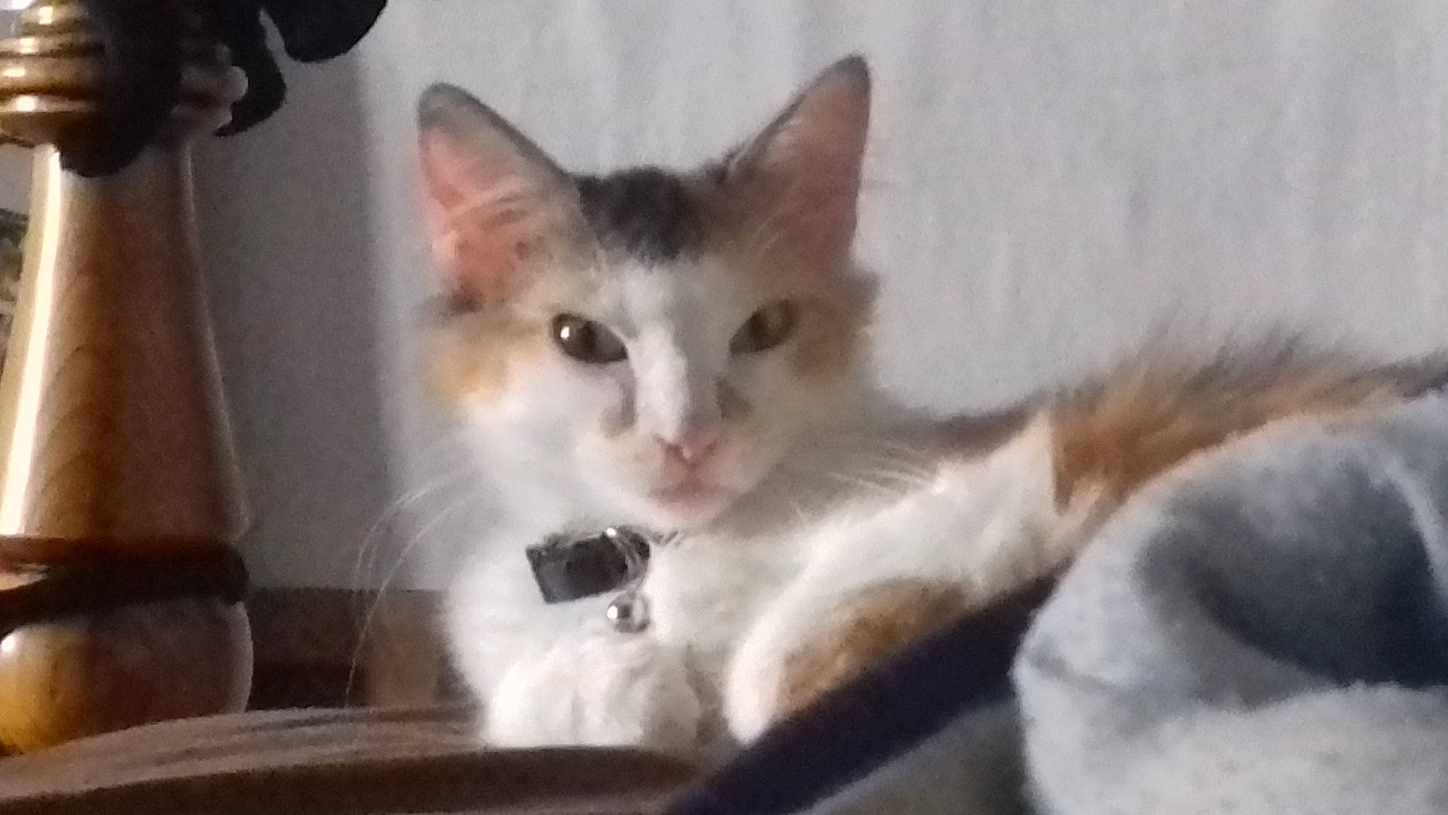 Câline a rejoint le concours — aidez-le/la à gagner de superbes lots ! aegean_cat, asian, carnivore, cat, domestic_long_haired_cat, domestic_short_haired_cat, european_shorthair, fawn, felidae, kitten, mammal, ojos_azules, polydactyl_cat, singapura, small_to_medium_sized_cats, snout, turkish_angora, turkish_van, vertebrate, whiskers