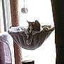 Gaïa participe au concours pour gagner de l'argent avec cette photo : cat, cat_tree, hammock, pet, indoor, window, bottle, furniture, curious, relaxed, hanging_bed, home, cozy, light, shadow, animal, resting, playful, soft_texture, daylight