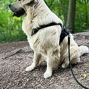 Vox a rejoint le concours — aidez-le/la à gagner de superbes lots ! dog, golden_retriever, animal, pet, outdoor, forest, nature, leash, harness, sitting, fur, canine, path, tree, greenery, daylight, mammal, cute, tongue_out, companion