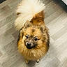 dog, puppy, fluffy, small_dog, long_hair, brown_fur, golden_fur, tail, pomeranian, portrait, looking_up, indoors, wood_floor, home, pet, cute, animal, face, standing, photography