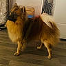 dog, fluffy, golden, long_hair, standing, indoors, portrait, pet, animal, canine, curled_tail, pointed_ears, dark_muzzle, fur, wooden_floor, living_room, furniture, chair, home, photography