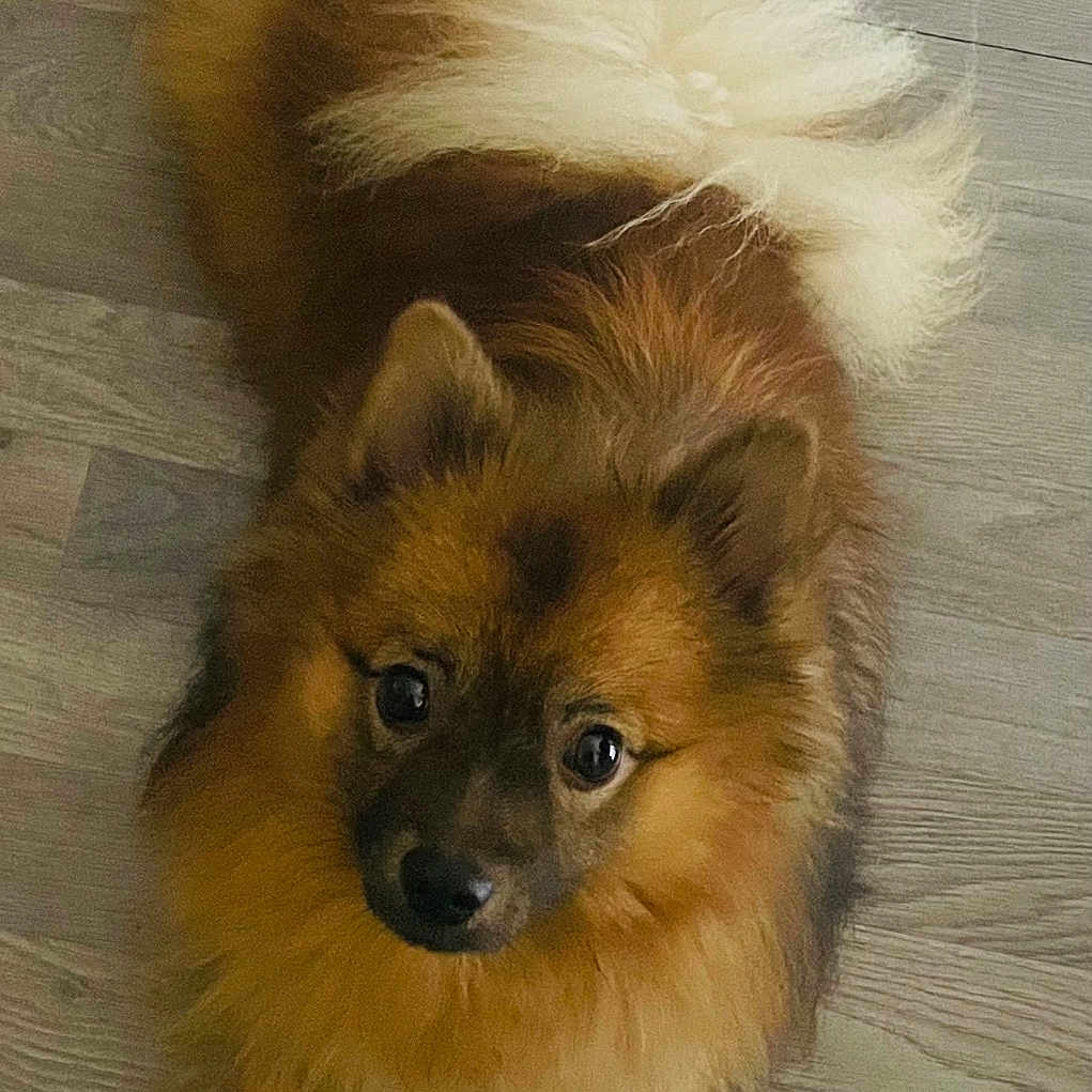 Asko