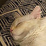 cat, sleeping, white_cat, fur, close_up, indoor, cushion, pattern, resting, pet, whiskers, ears, nose, cozy, domestic_cat, feline, soft, relaxation, animal, cute