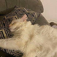 Uno a rejoint le concours — aidez-le/la à gagner de superbes lots ! cat, sleeping, fluffy, white_cat, couch, pillow, indoor, relaxed, pet, feline, cozy, resting, fur, home, animal, cute, quiet, comfort, soft, domestic