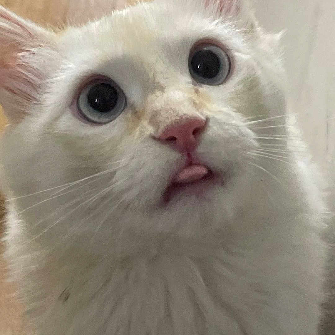 Uno a rejoint le concours — aidez-le/la à gagner de superbes lots ! animal, cat, close_up, curious, cute, domestic_animal, ears, expression, feline, fluffy, fur, indoor, mammal, pet, pink_nose, portrait, tongue_out, whiskers, white_cat, wide_eyes
